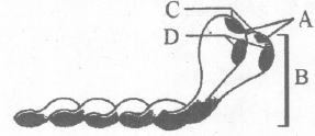 Diagram of Myosin Monomer